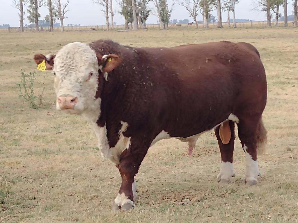 brutal toro Hereford