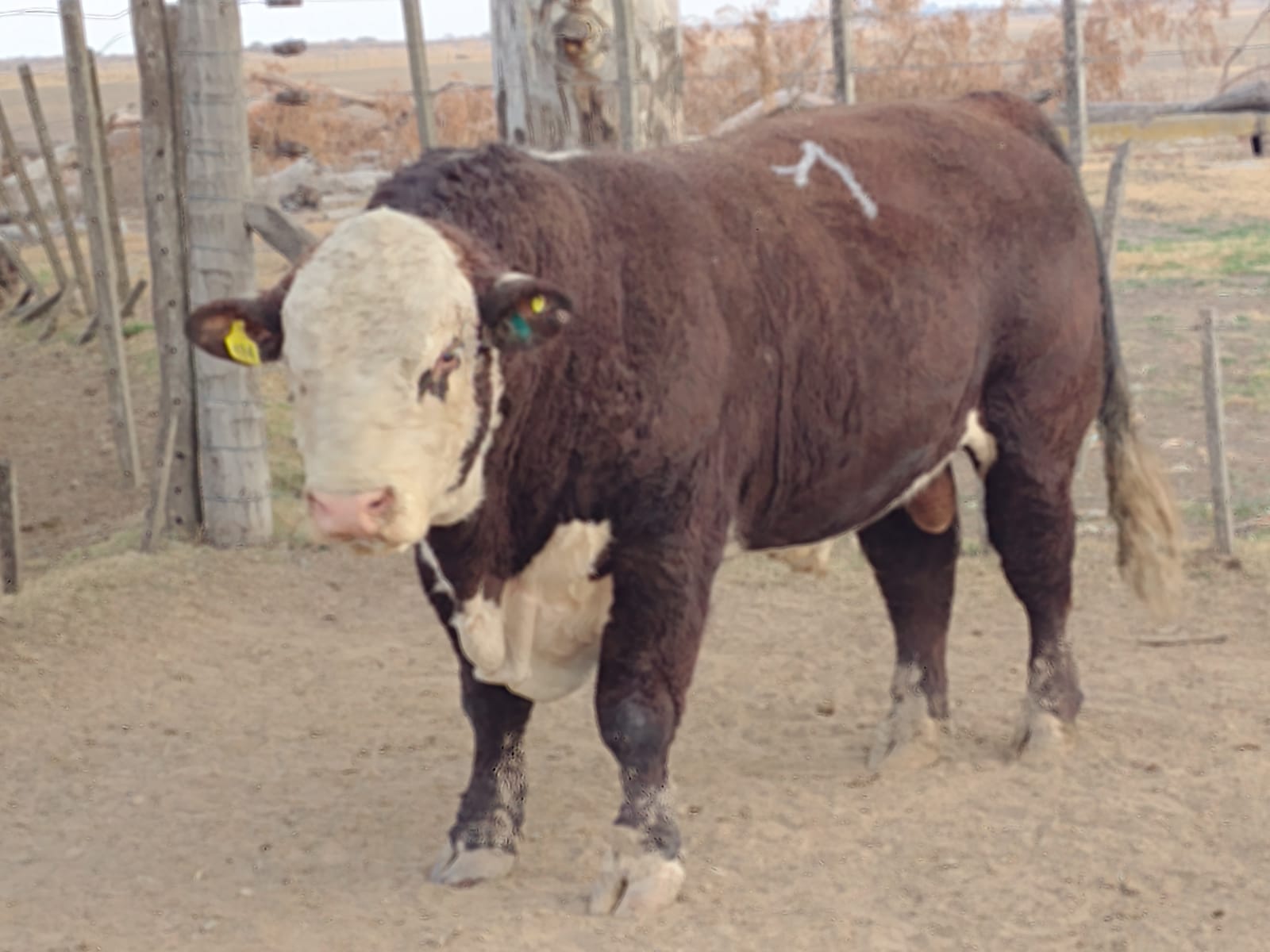 toro Hereford